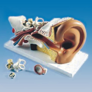 Human Ear Model 4 Times Enlarged - <strong>5</strong> Parts Biology <strong>Lab</strong> Supplies Student Teaching Model Radical - Product Image 2