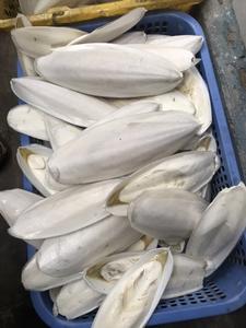 ผงกระดูกปลาหมึกขาว ผงกระดูกปลาหมึกแห้ง อาหารสัตว์ ผง 99 โกลด์ ดาต้า - Product Image 3