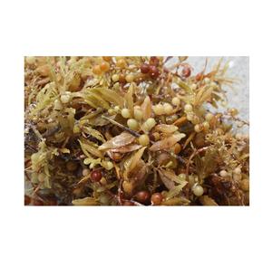 สาหร่ายทะเล/แห้ง Sargassum เวียดนาม - Product Image 3