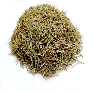 Rosemary - Rosmarinus Officinalis compas planta o planta polar Rosmarinus es rocío del océano - Product Image 1