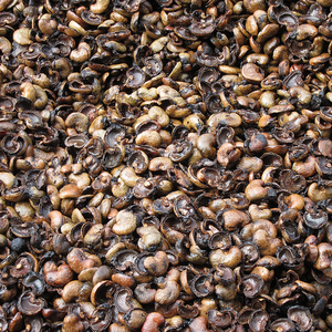 Venta caliente 2024 Residuo de cáscara de nuez de cashey estándar de alta EXPORTACIÓN DE Material de PP seco de Vietnam a precio competitivo La mejor opción - Product Image 4