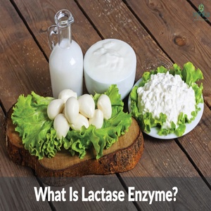 Hoạt tính cao Lactase Enzyme bột | chế biến sữa thấp lactose | enzyme có nguồn gốc từ Nấm - Product Image 4