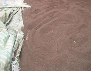 สาหร่าย Sargassum แห้งสำหรับอาหารสัตว์และปุ๋ย // shyn Tran - Product Image 4