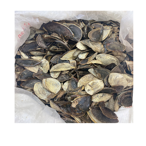 Operculum Seashell Murex ด้วยราคาที่ดีที่สุดจากเวียดนามราคาถูกกว่า - Product Image 1