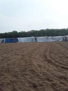 HÀNG GIẢM GIÁ SỐC!!! Thức ăn chăn nuôi từ bã mía lên men cho bò, ngựa & lợn - Loại thượng hạng 25kg/bao Giá cả cạnh tranh <span class=keywords><strong>2025</strong></span> Thương hiệu Viet SeaFarm - Product Image 6