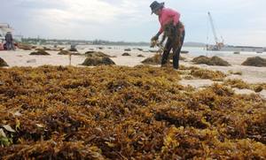 สาหร่ายทะเลแห้งราคาถูก - Product Image 2