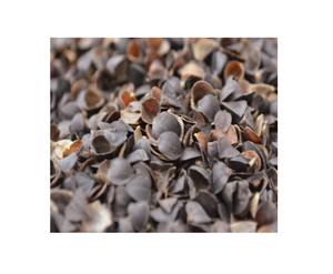 Coquilles d'opercule de conque séchées de couleur jaune, coquilles de murex 99GD - Product Image 4