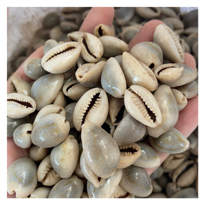 เวียดนาม Cowry เปลือกที่มีขนาดแตกต่างกัน-ธรรมชาติลักษมี Cowrie ทะเลเปลือก - Product Image 1
