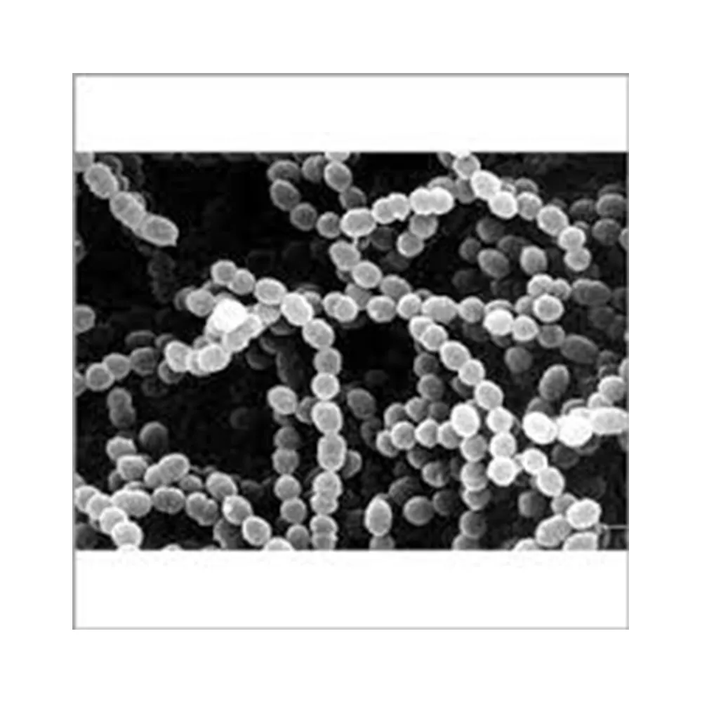 Streptococcus Thermophilus उच्च फ़ीड Additives सबसे अच्छा थोक बेच प्रोबायोटिक्स उत्पाद-Zealmax Biopharma