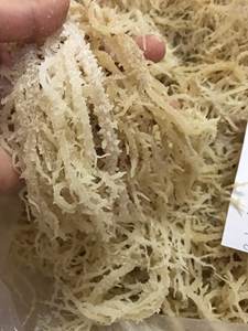 สาหร่ายสปิโนซัม/ยูเชมา คอตตันนี - Product Image 2