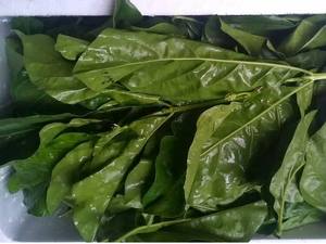 Hojas Secas de Noni (Morinda Citrifolia) con Precio Competitivo desde Vietnam - Product Image 2