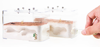 Empire des fourmis, fourmilière souterraine, décoration d'intérieur, fourmilière classique en plastique écologique, 12x6x7cm, toutes saisons