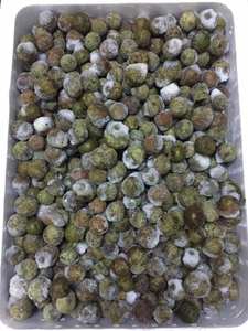 Exportación de Fábrica de Dracontomelon Congelado a Granel - Product Image 2