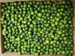 ที่มีคุณภาพสูงแช่แข็ง Calamansi สด Kumquat Calamansi สดจากเวียดนาม + 84947900124 - Product Image 6