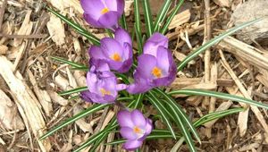 Chips de madera de eucalipto, Material de calidad 100%, envío a granel, bajo pedido mínimo, precio al por mayor - Product Image 6