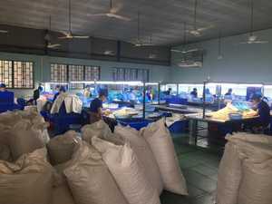 Noix de cajou séchées torréfiées certifiées W320 en provenance du Vietnam, noix de cajou brutes, taille W180 W240 W320 W450 pour applications alimentaires - Product Image 6