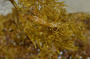 Sargassum-algas marinas usadas para alimentación Animal, con buena proteína y fibra, contacto WA 0084817092069 - Product Image 5
