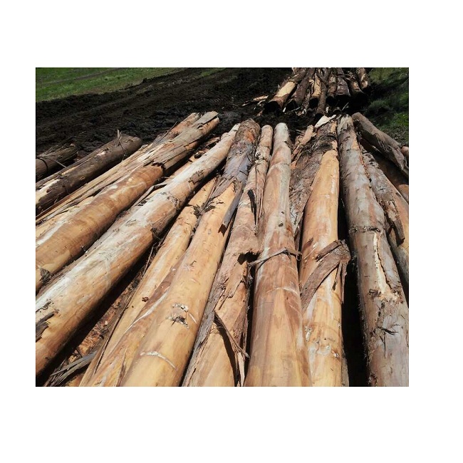 Troncos de madera de eucalipto y madera dura, venta al por mayor, precio barato de bosque Natural