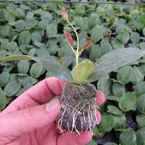 Granos de coco natural para semillas de guardería, peines de coco, precio de fábrica de Vietnam más bajo - Product Image 5