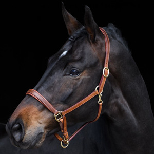 Top Quality-cabestro de piel para caballo curvo acolchado, herrajes de latón macizo con acabado dorado - Product Image 3