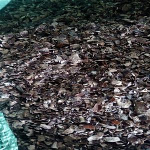 Anacardos secos a granel HUSK ASH 3-10 MM VENTAS CALIENTES para bronceado SABROSO para ANIMALES - Product Image 5