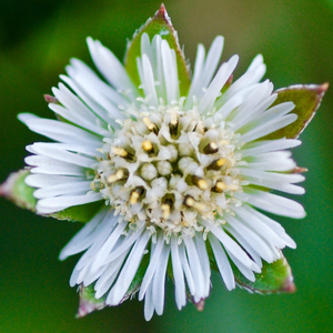 ผง bhringaraj 0.5% wedelolactone ผงแห้งสารสกัด Eclipta Alba - Product Image 1