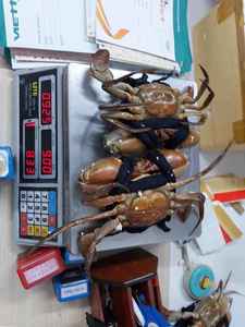 Cangrejo de Lodo Macho y Hembra Fresco, Lleno de Carne, al Mejor Precio - Product Image 6