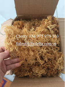 Musgo de mar dorado con sabor sazonado/Cottonii Seamoss de Laver seco de Vietnam en bolsa rica en nutrientes Contacto Ms Lily + 84 906927736 - Product Image 6