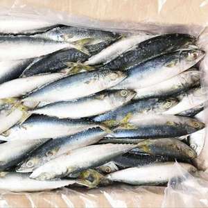 Pescado Congelado de Caballa, Proceso BQF, Envasado al Vacío - Product Image 2