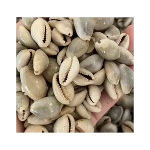 Conchas de conchas de Acuario, varios tamaños, patrones y colores - Product Image 1