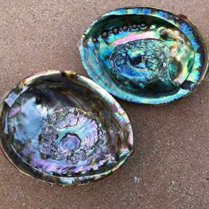 COQUILLES D'ABALONE polies naturelles Décorations mignonnes de coquillages de style animal pour souvenir nautique d'aquarium - Product Image 6