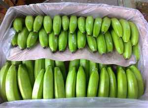 Banane verte fraîche la moins chère au Viet Nam - Product Image 4