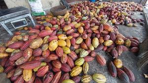 Polvo de cacao - Product Image 3