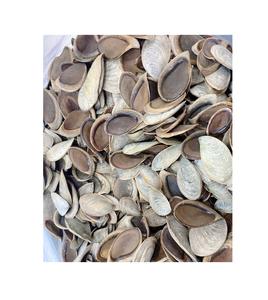 เปลือกหอยแห้ง murex opculum murex หอยทากสำหรับการทำน้ำหอม USA - Product Image 1