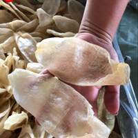 Rastking — poisson de coquillage senseur, maçon séchée, idéal pour un corvin