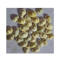 Coquillages du Vietnam très vendus, minuscules coquilles d'umbonium pour l'artisanat, les bijoux, la décoration, les aquariums