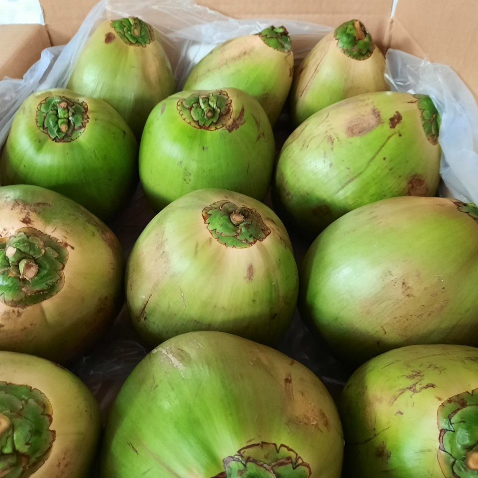 Бестселлер свежие целые/ромбовидной формы/очищенные xiem кокосовое из Вьетнама