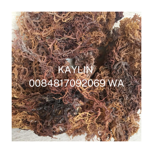 ขายส่งทะเลมอสส์ Bladderwrack/ไอริช Seamoss/ แห้ง Chondrus Crispus No Salt Irish Moss Wildcrafted 0084817092069 WS - Product Image 5