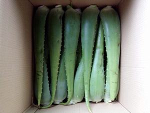 Haute qualité ALOVERA Aloe Vera feuille de couleur verte fraîche du Vietnam - Product Image 4