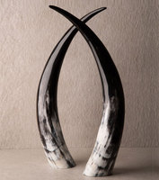Royal Artisans Viking - Corne de vache naturelle polie, forme naturelle, matériau organique, objet d'art de collection VFY793