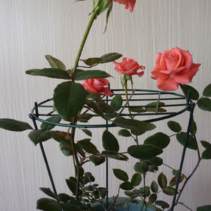 Soutien jardinage pour plante - Product Image 5