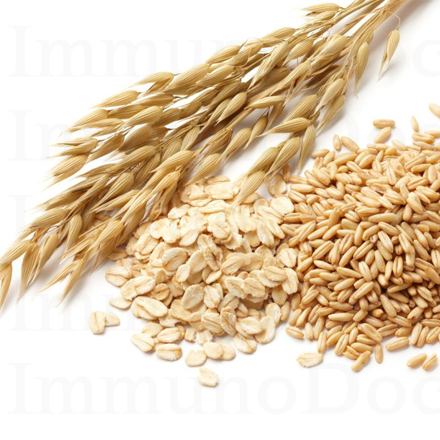 Зерно овса/шелушистая овсянка/ядра/хлопья