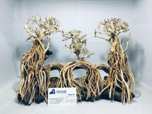 Design complexe écologique Aquarium bonsaï bois flotté décoration coupe Style naturel salon aquarium accessoires Vietnam - Product Image 3