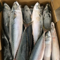 POISSON SÉCHÉ MACKEREL, HARENG, POISSON SÉCHÉ STOCKFISH à VENDRE / AMBRE