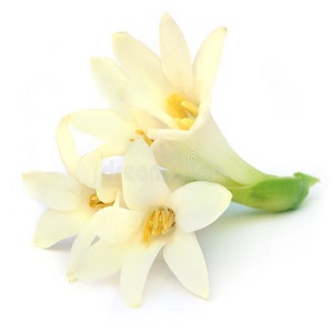Huile Essentielle de Tubéreuse Aromatique Puissante Shree Beauty Care, Distillée à la Vapeur, Anti-Rides, Hydratante, Soin de la Peau, Cosmétique, Massages - Product Image 1