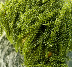 สาหร่ายสาหร่ายทะเลแช่แข็ง (Caulerpa Lentillifera) สำหรับตกแต่งซูชิและจัดเลี้ยง ผู้ผลิตจากเวียดนาม - Product Image 5