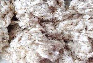 เวียดนาม ฝ้ายคอมเบอร์ 100% สีขาว ไม่มีขุย ไม่มีสิ่งเจือปน ไมค์ 3-4 สำหรับปั่นด้ายและทำของเล่น คุณเจนา - Product Image 2