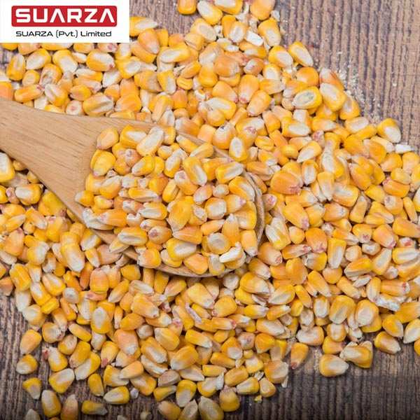 Pakistan yellow corn/maize/animal feed premium quality