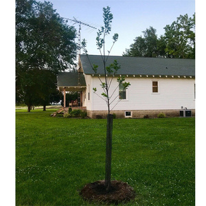 Malla de plástico que puede proteger a los árboles jóvenes de animales, destrucción en zonas <span class=keywords><strong>rurales</strong></span> y bosque - Product Image 5