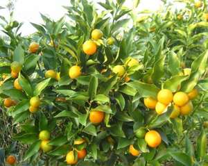 Extracto en polvo de calamani 100% puro, rebanada de KUMQUAT seca, calamani de VIETNAM, 99 DATOS DE ORO - Product Image 3